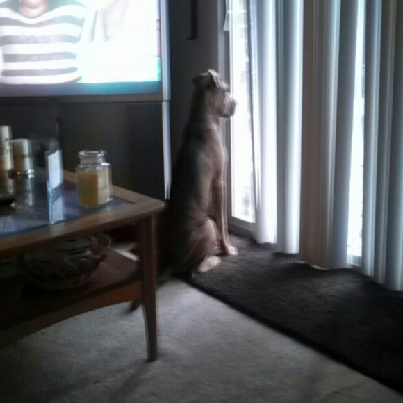 bellebuddy