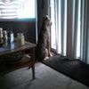 bellebuddy