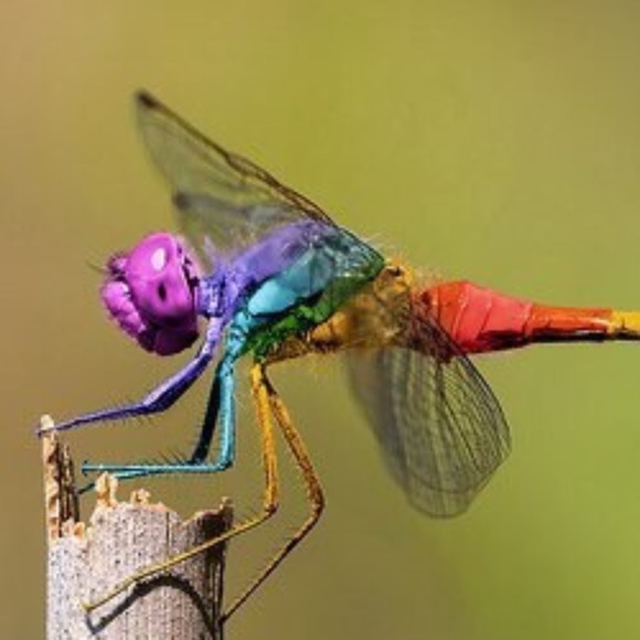 dragonfly070888