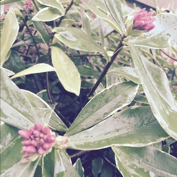 sage_0715