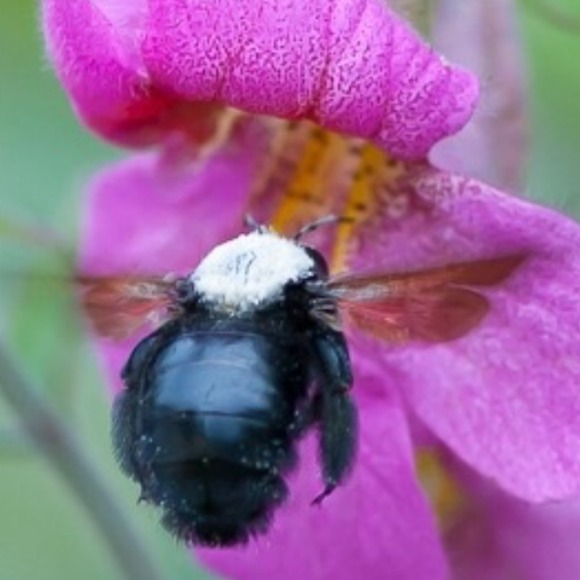 ca56
