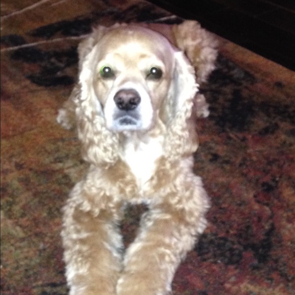 baxter2015