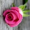 ntarasyuk11