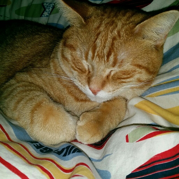 sawyercat