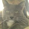 mjmeow