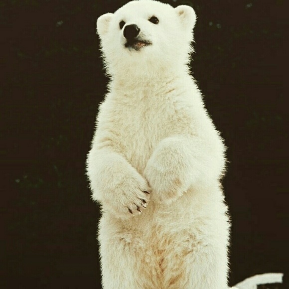 polarbearsicle