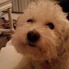 bichons