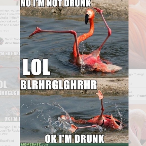 flamingofreak1