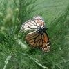 butterflychild