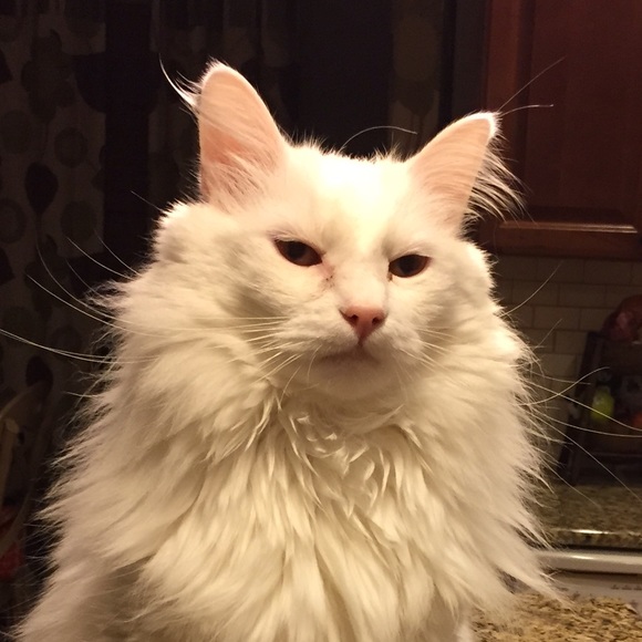 tarajonescat77
