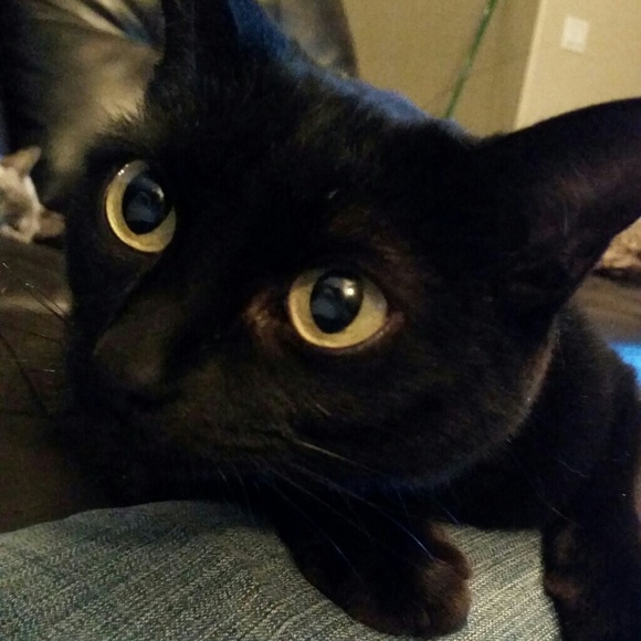 luluvegas