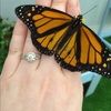 kellyann33 kellyann33