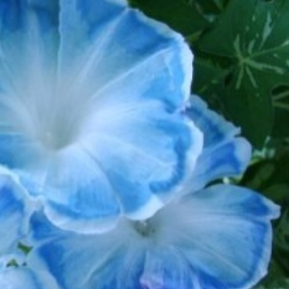 bluesilk45