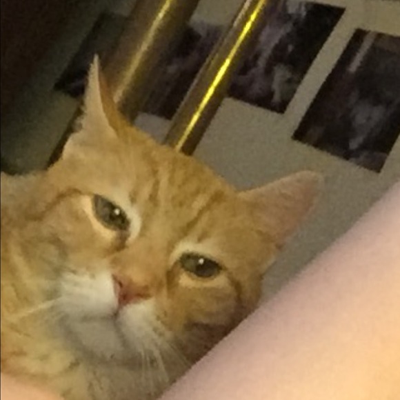 pixiepal