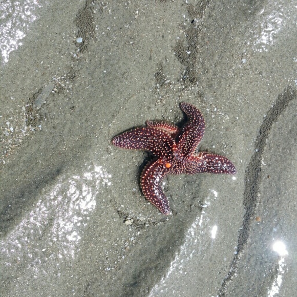 lorepersa