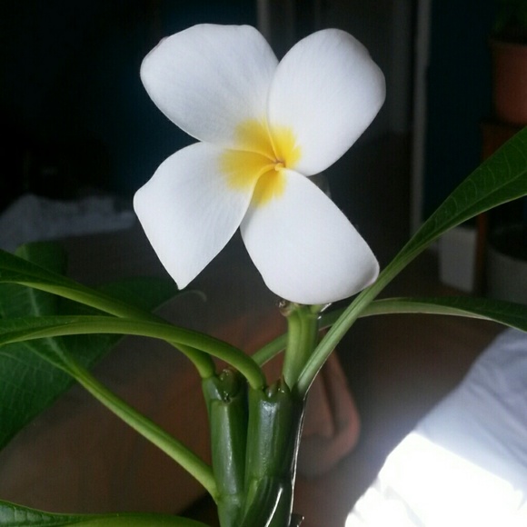 puthearine