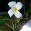 puthearine