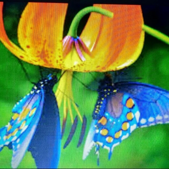 mybutterfly