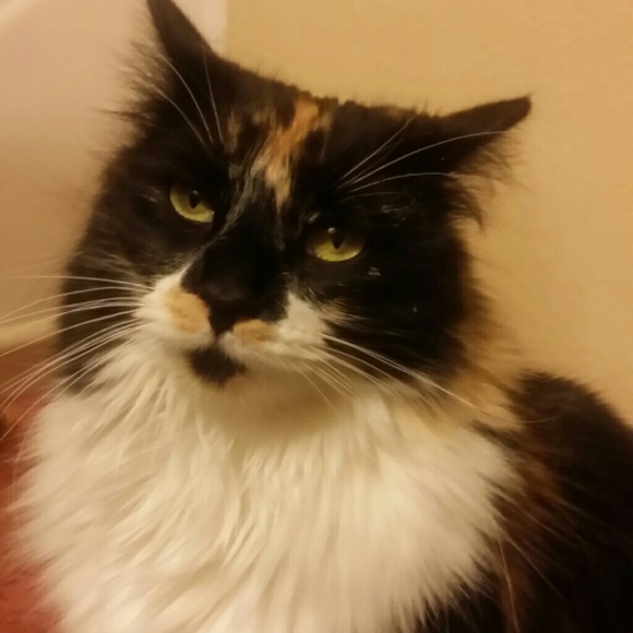 kittenkat4