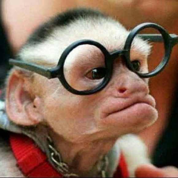rushmonkey12