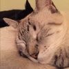 mrspussnboots