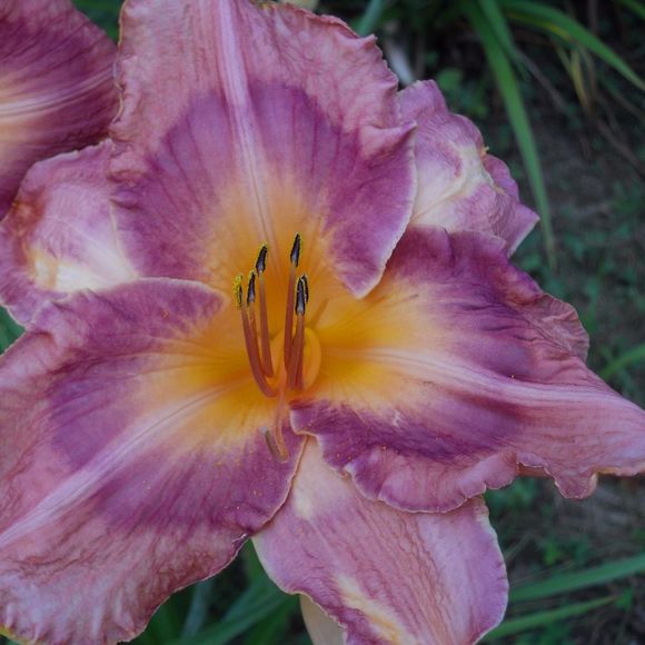 lickcreeklilies