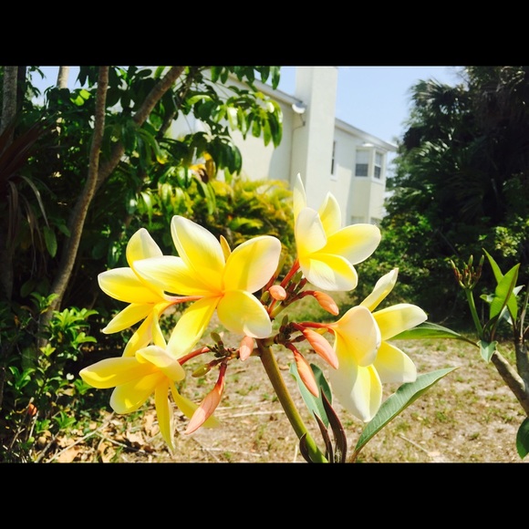 darlynh