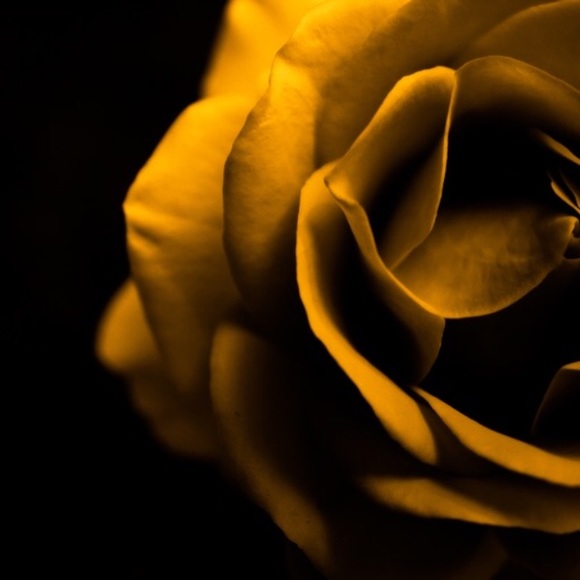 thriftstorerose
