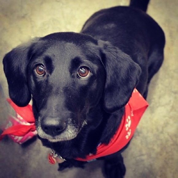 rescuemom4