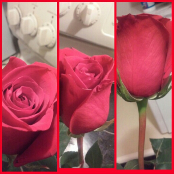 redrose627