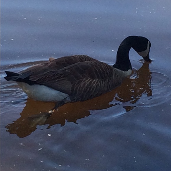 Poshmark profile picture for @geese