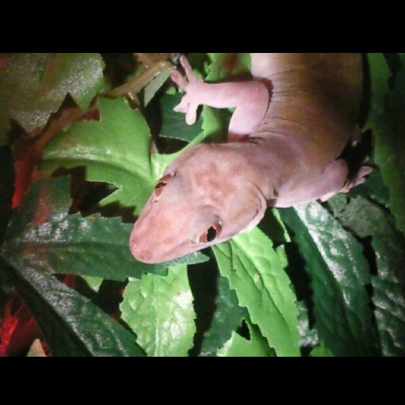 patimula
