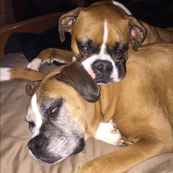 boxermomma