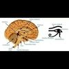 pineal
