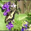 swallowtails