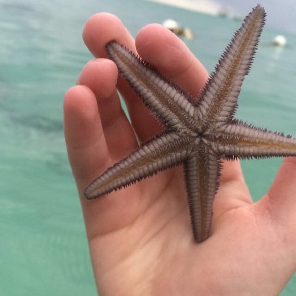 starfishiand
