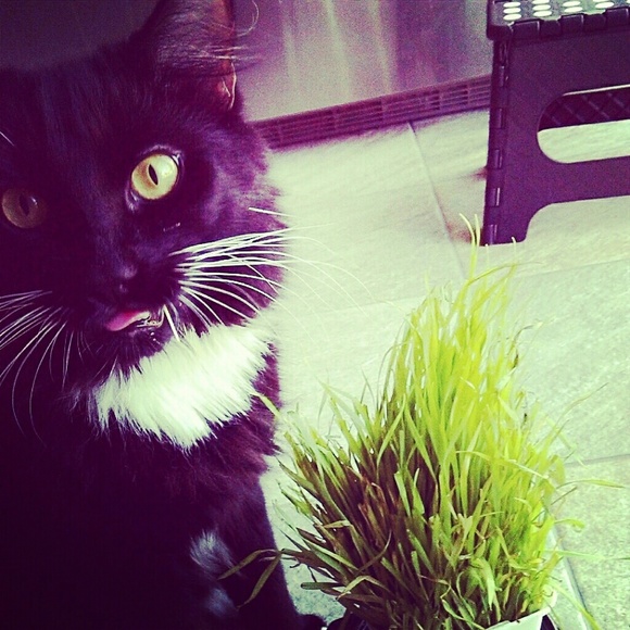 kittycat16