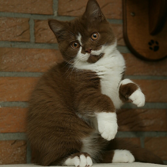 cinnabubbles