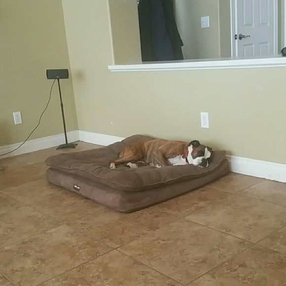 bulldog7619