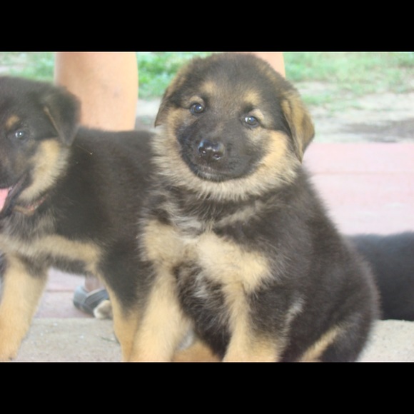 darrindeafgsd49