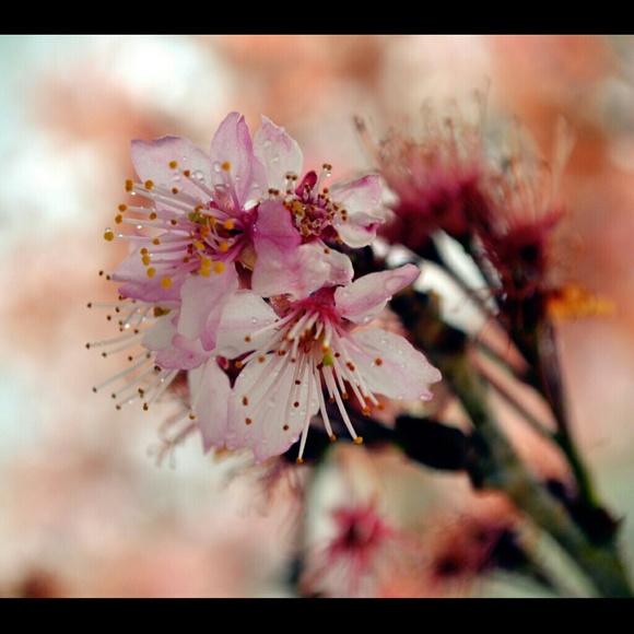 walkon_theocean