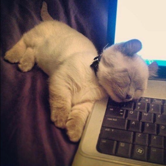 meowitsjenny