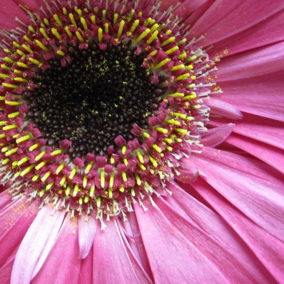 poppy8185