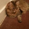catsmom51