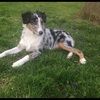 auggie2420