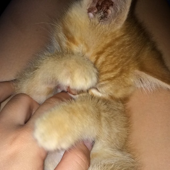 crazycaturmom