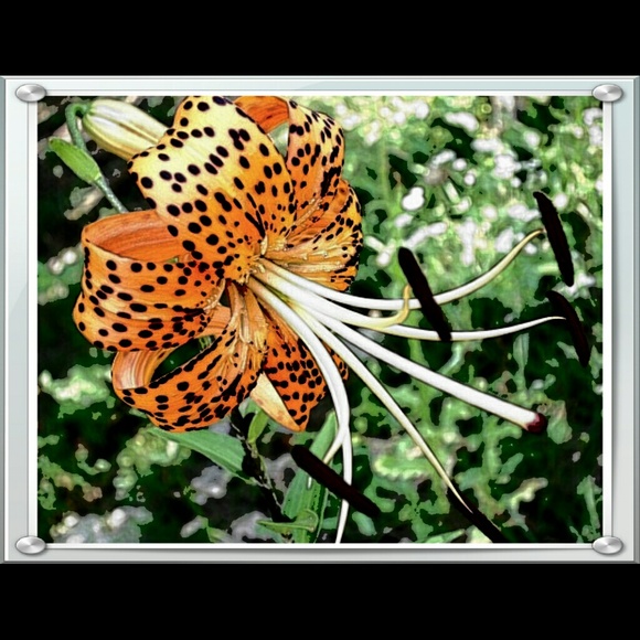 lillythickets