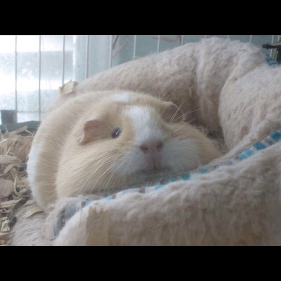 guineapiglet