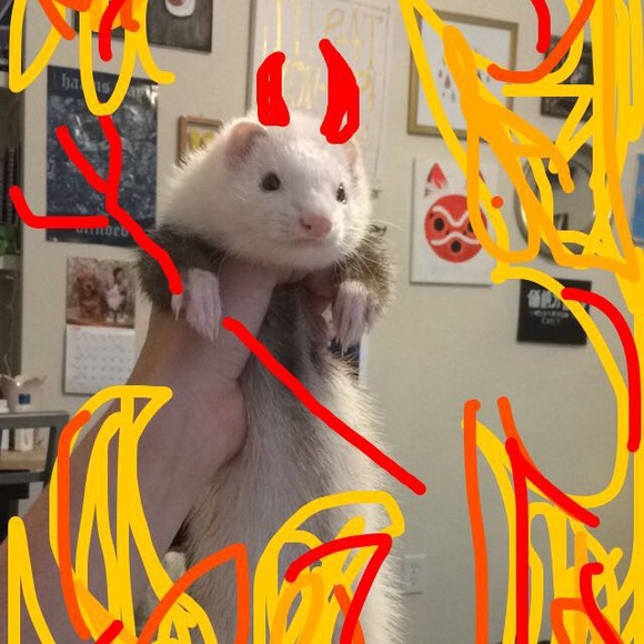 kungpowkitty