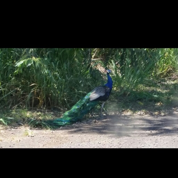 peacocks123